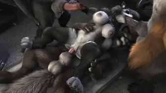 H0rs3 Compilation (Straight & Futa)